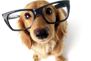 photo Dog with glasses_png_zpskdwk3yrz.jpg